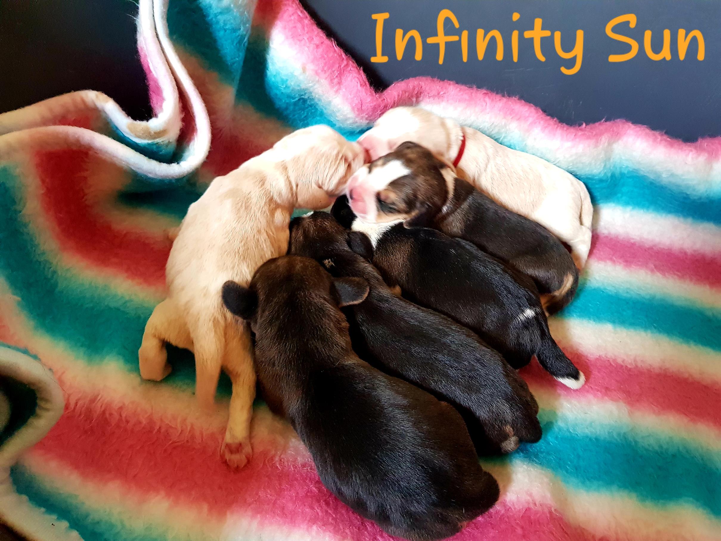    Beagle - miot T	   Beagle - miot T	 