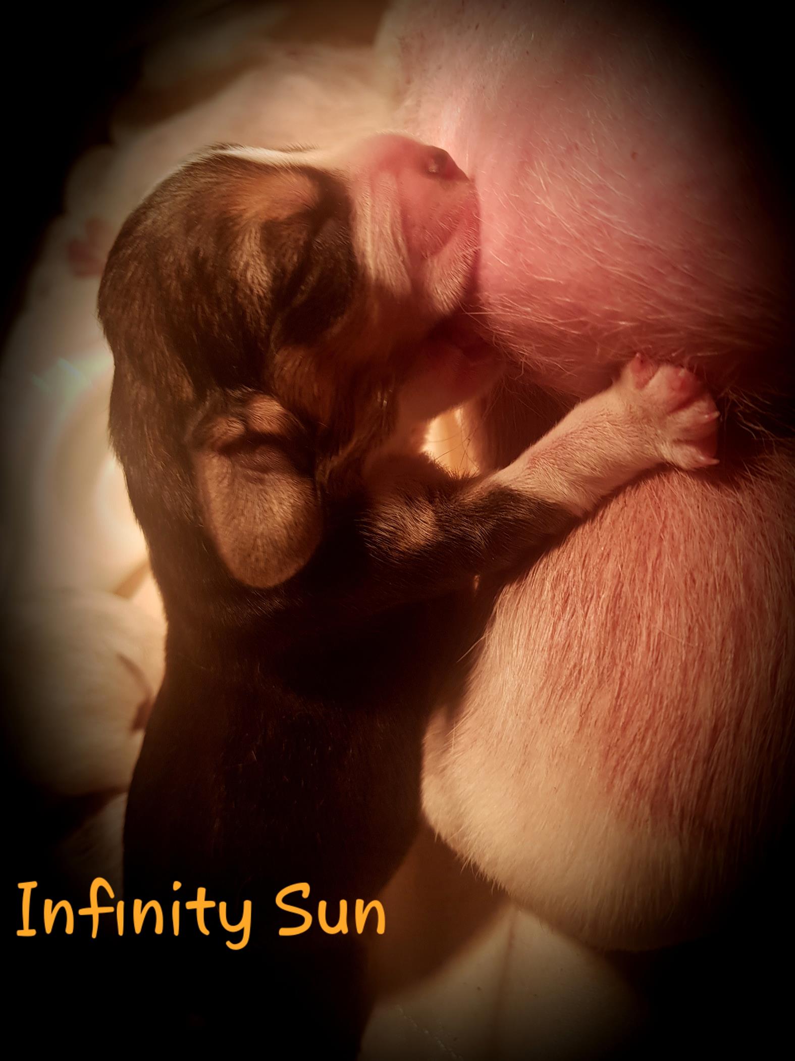    Beagle - miot T	   Beagle - miot T	 