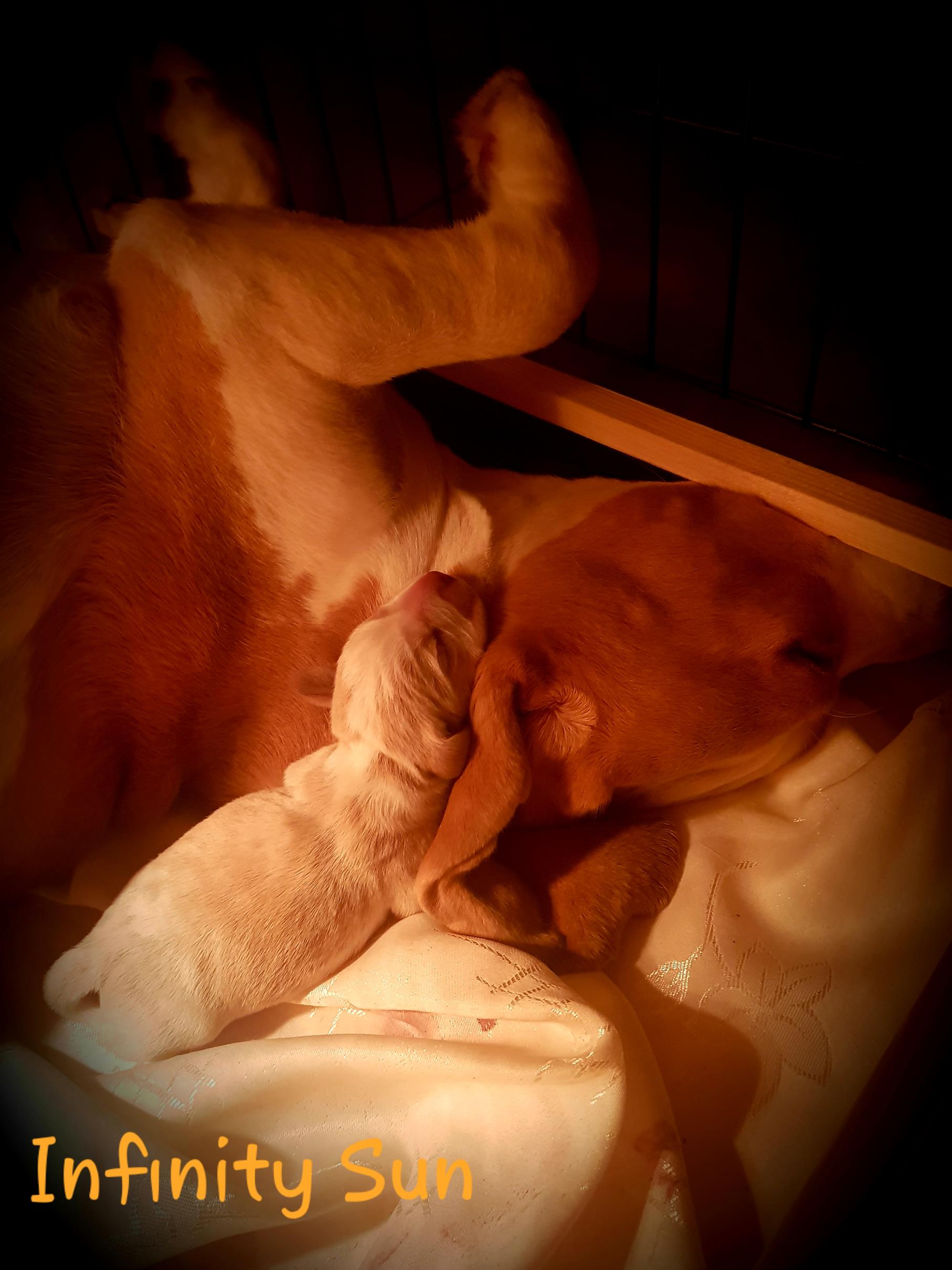    Beagle - miot T	   Beagle - miot T	 