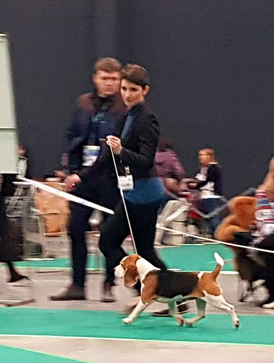 Beagle - cacib Bydgoszcz