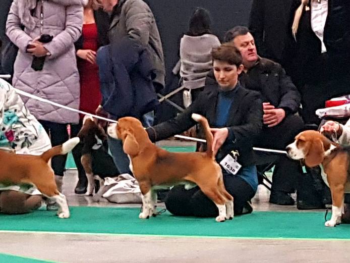 Beagle - cacib Bydgoszcz