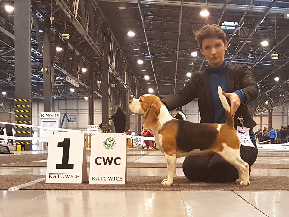 Beagle - cacib Bydgoszcz