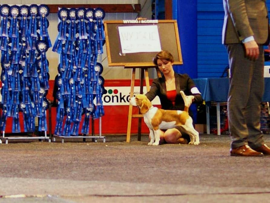 Beagle - cacib drzonkow Beagle - cacib drzonkow