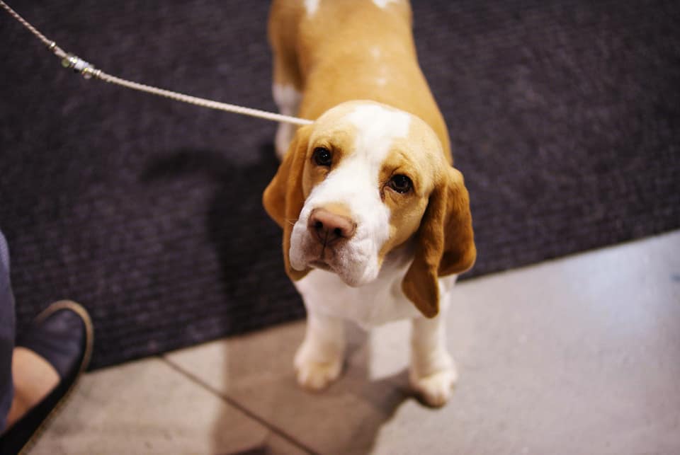 Beagle - cacib Katowice