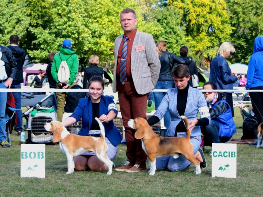 Beagle - cacib Wrocław