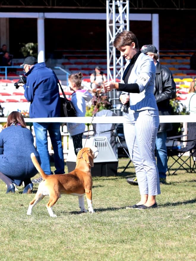 Beagle - cacib Wrocław