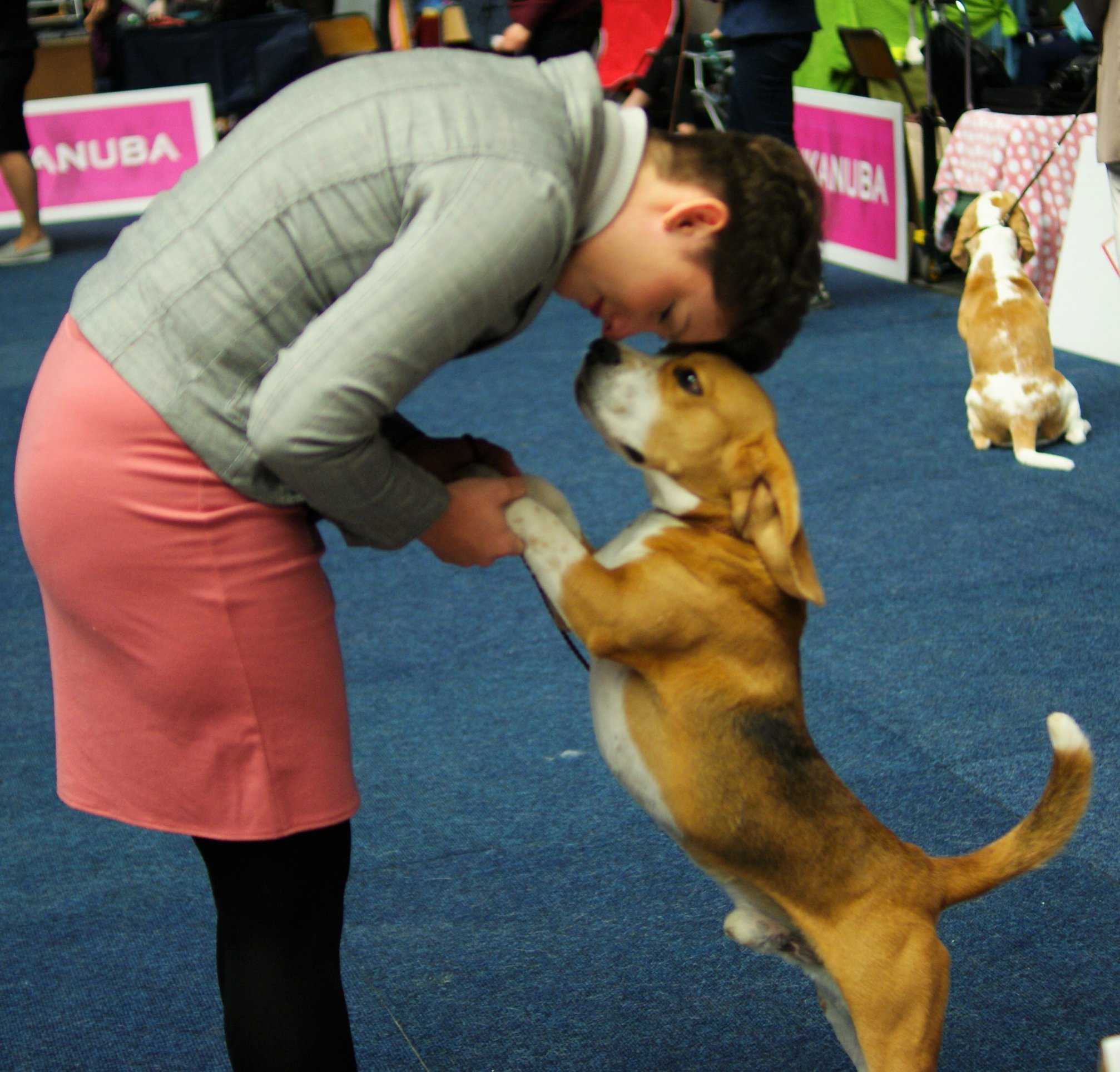 Beagle - cacib Dortmund