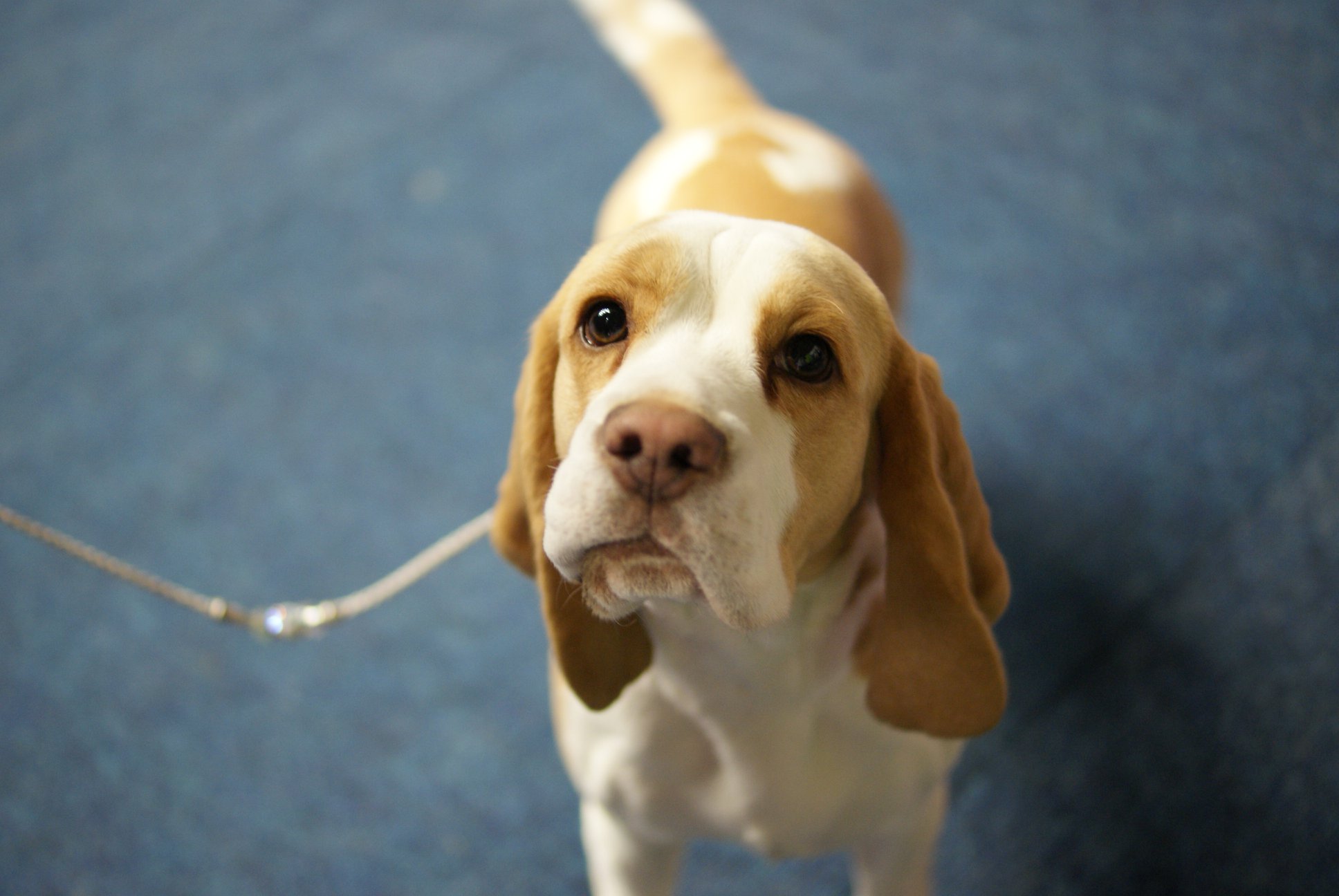 Beagle - cacib Dortmund