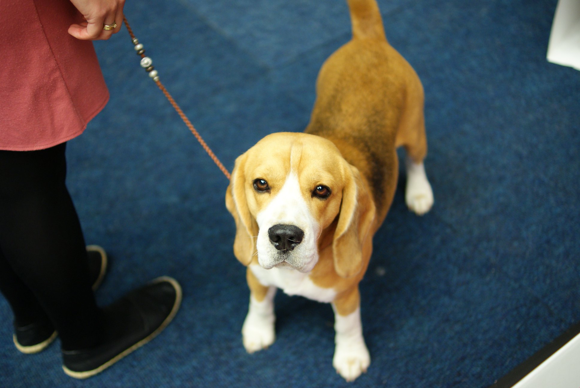 Beagle - cacib Dortmund