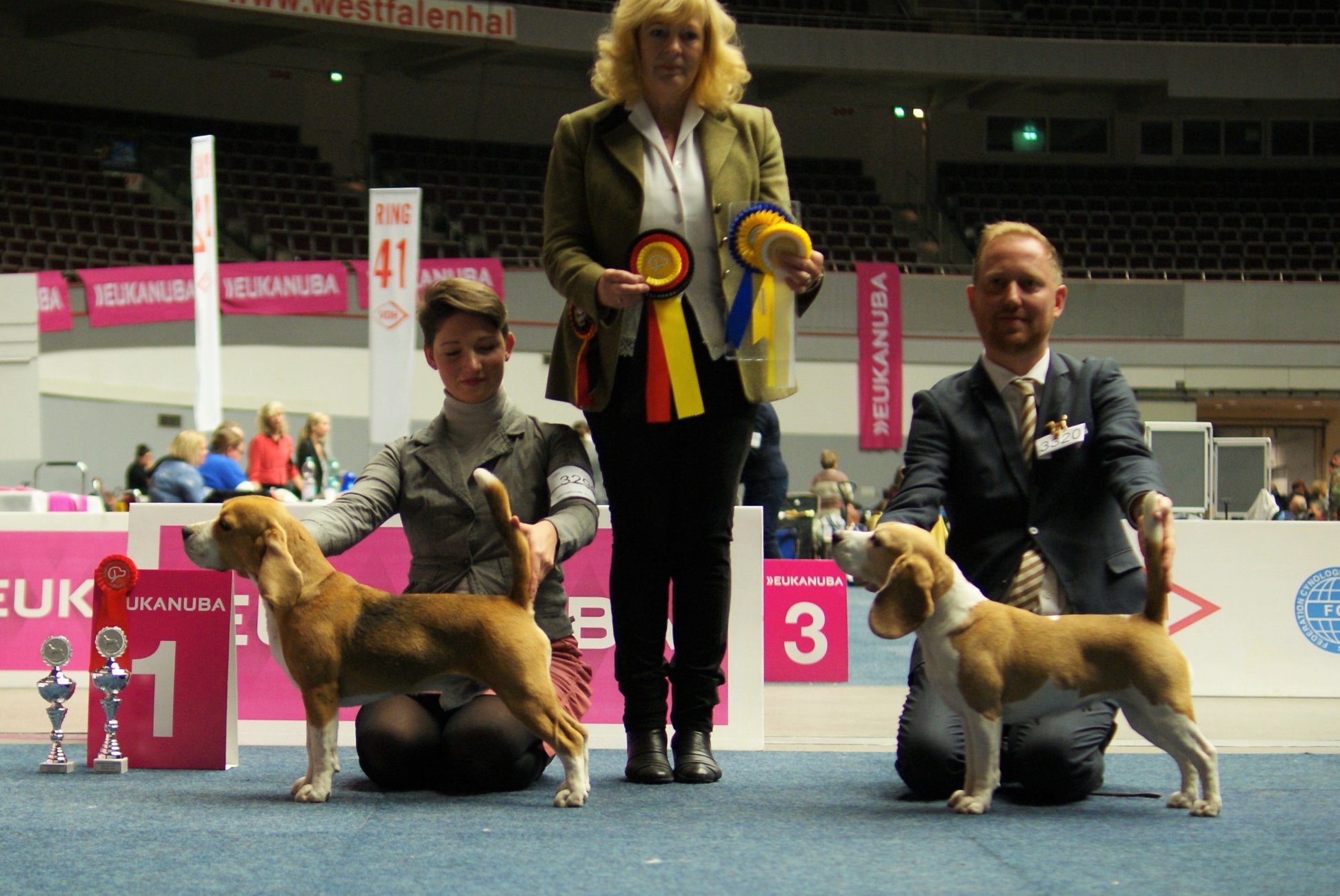 Beagle - cacib Dortmund Beagle - cacib Dortmund