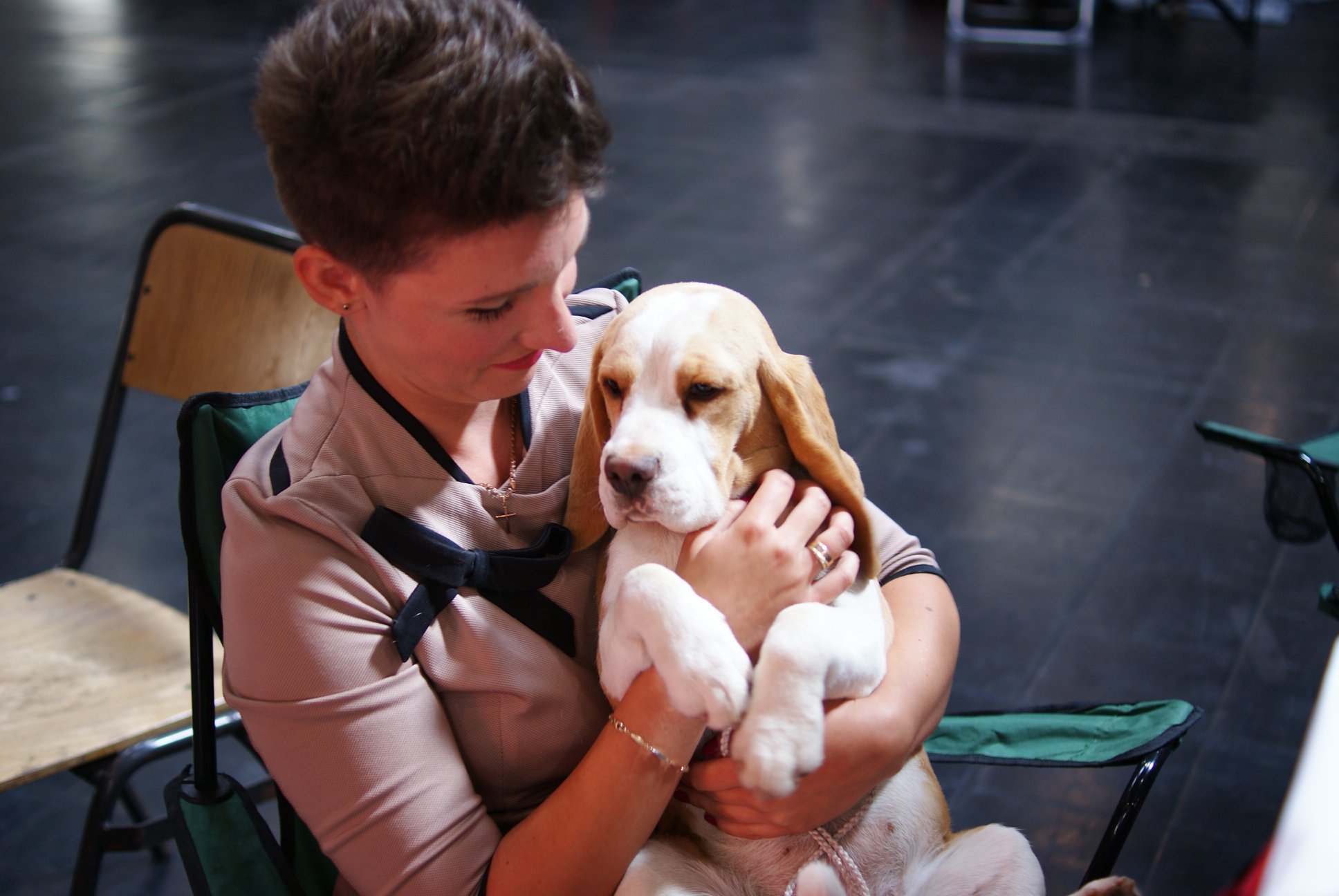 Beagle - cacib Dortmund