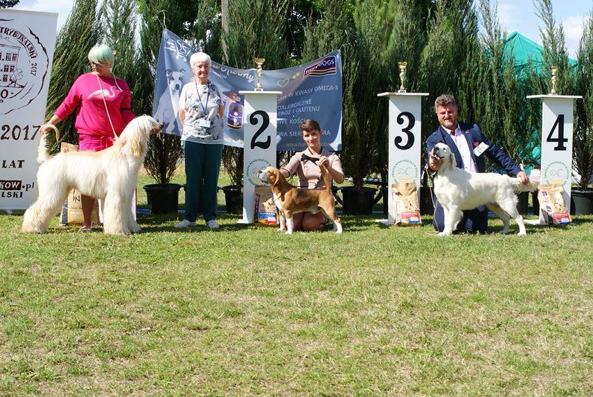 Beagle - Piotrkow Trybunalski