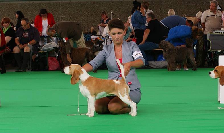 Beagle - wds Amsterdam