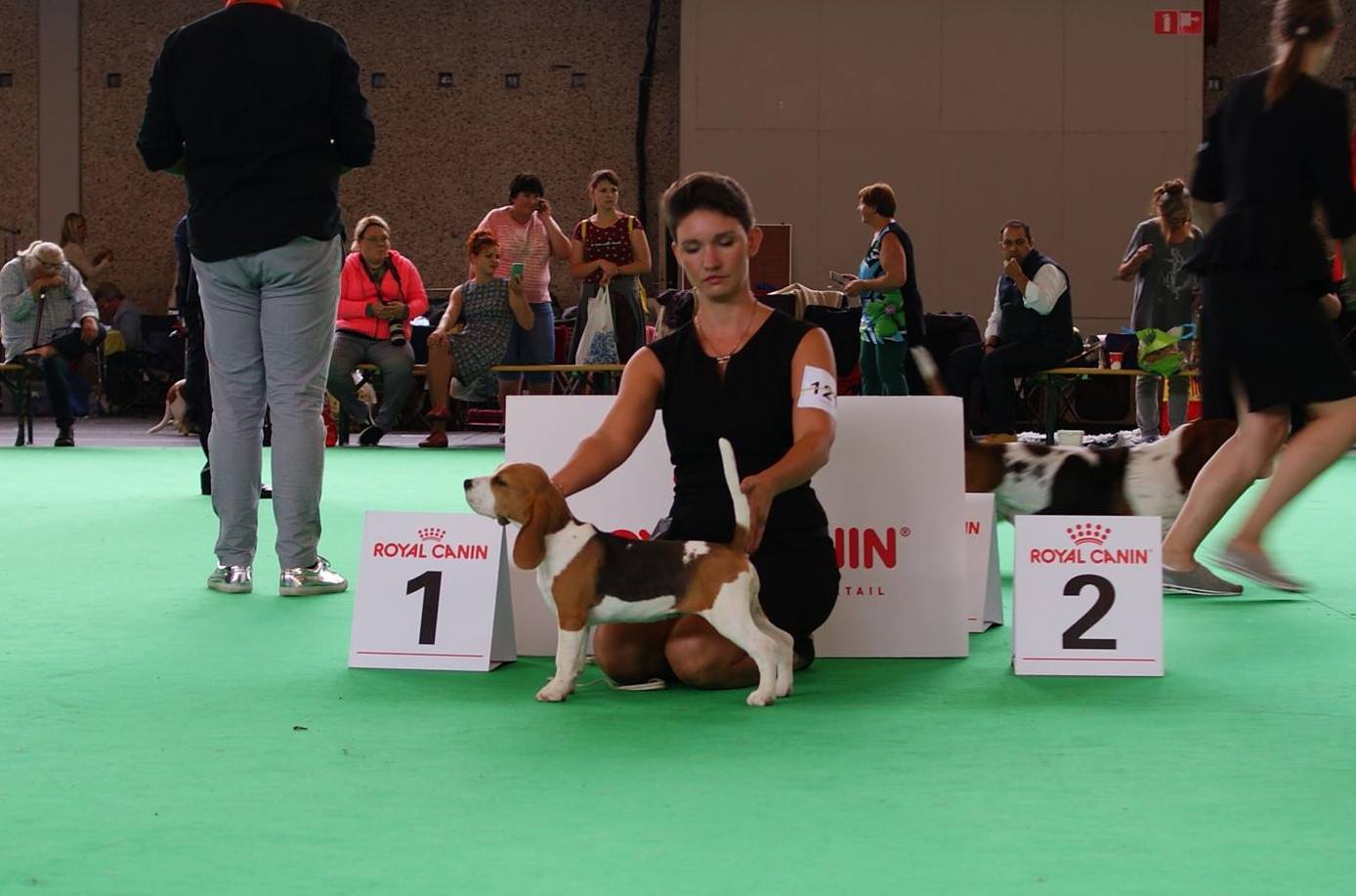 Beagle - wds Amsterdam