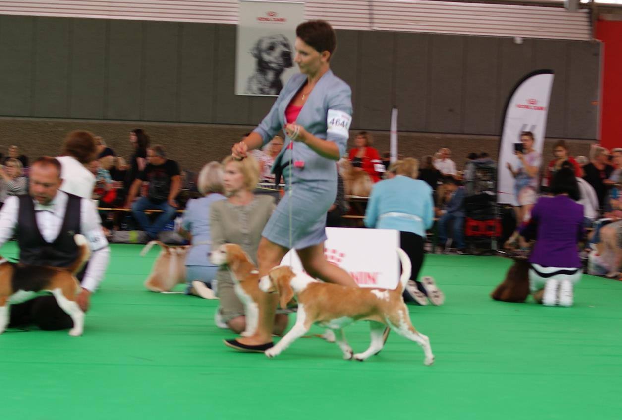 Beagle - wds Amsterdam