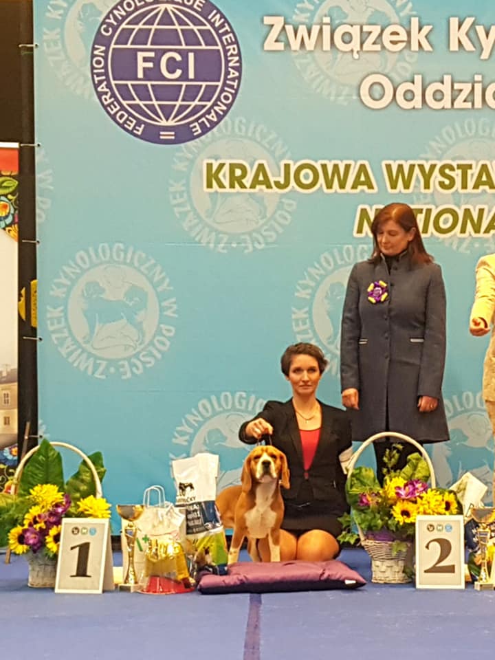 Beagle - cacib wislaswiebodzice Beagle - cacib wislaswiebodzice