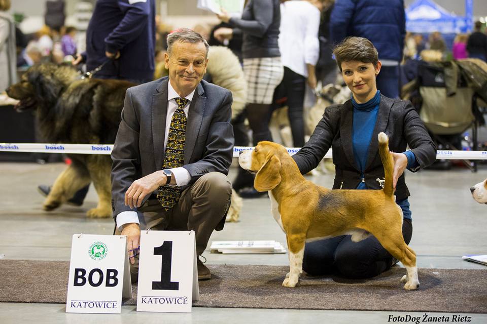 Beagle - cacib Katowice